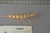 Click for 1 image(s) for this accession. Spike